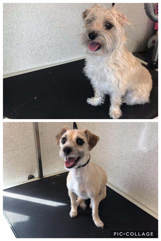 Before and after wash and groom