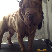 Sharpei at the groomers