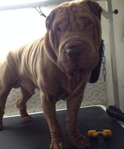 Sharpei at the groomers
