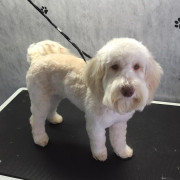 Dog before being groomed