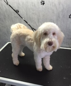 Dog before being groomed