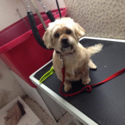 Small dog being groomed