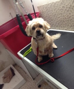 Small dog being groomed