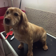 Spaniel being groomed