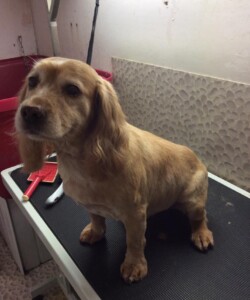 Spaniel being groomed