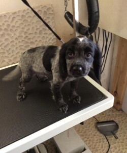 Puppy being groomed