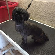 Small dog being groomed