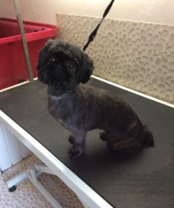 Small dog being groomed