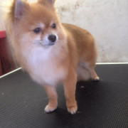 Small dog being groomed