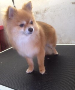 Small dog being groomed