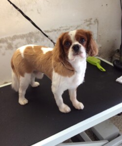 Cavalier King Charles after being groomed