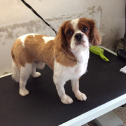 Cavalier King Charles after being groomed