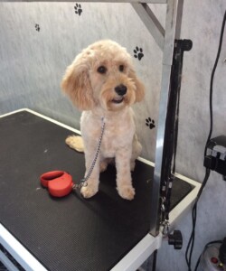 Cockapoo after being groomed