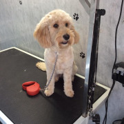 Cockapoo after being groomed
