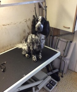 Black and white cocker spaniel waiting to be groomed