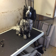 Black and white cocker spaniel waiting to be groomed