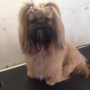 Shih tzu waiting to be groomed