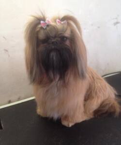 Shih tzu waiting to be groomed