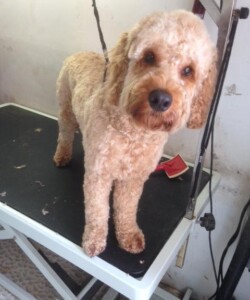 Poodle being groomed
