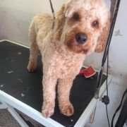 Poodle being groomed