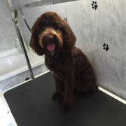 Brown cockapoo waiting to be groomed