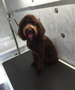 Brown cockapoo waiting to be groomed