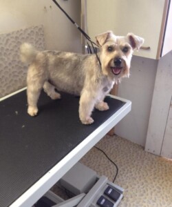 Schnauzer after being groomed