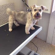 Schnauzer after being groomed