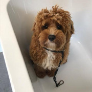 Cockapoo in the bath
