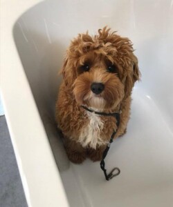 Cockapoo in the bath