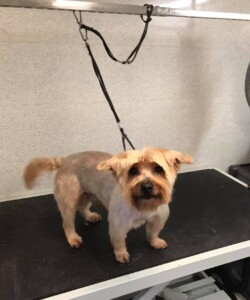 Yorkshire terrier after being groomed