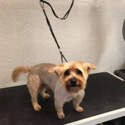 Yorkshire terrier after being groomed