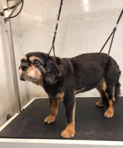 Cavalier King Charles waiting in the groomers