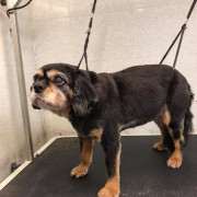 Cavalier King Charles waiting in the groomers