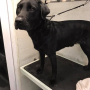 Black labrador waiting in the groomers