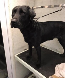 Black labrador waiting in the groomers