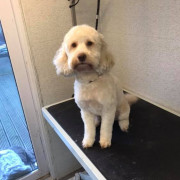 Poodle being groomed