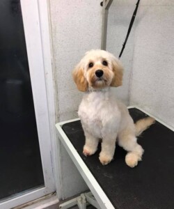White and tan dog after being groomed