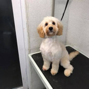 White and tan dog after being groomed