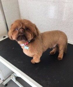 Small dog after being groomed