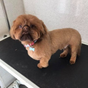 Small dog after being groomed