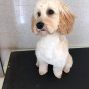 White and tan dog after being groomed