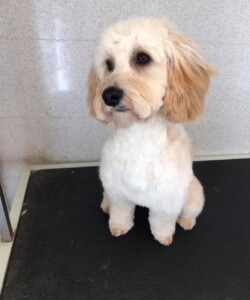White and tan dog after being groomed