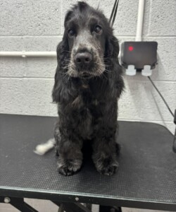 Black Cocker Spaniel