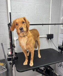 golden retriever dog