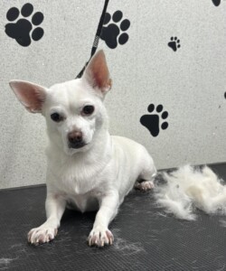 white Chihuahua