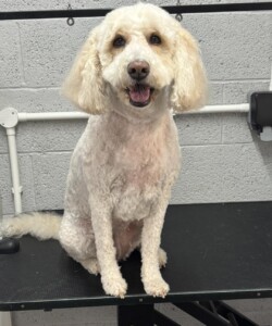 White Cavapoochon dog