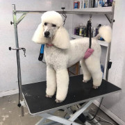 White poodle getting groomed