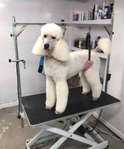 White poodle getting groomed