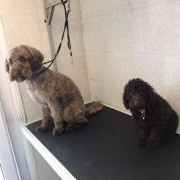 Poodles waiting to be groomed